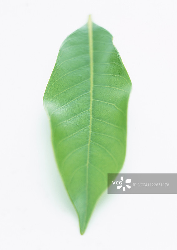 日本假橡树叶图片素材