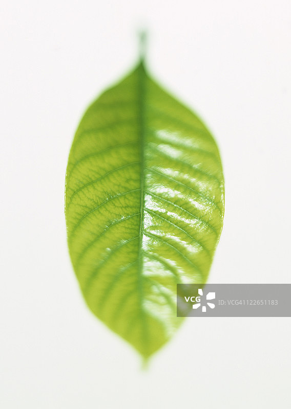 日本假橡树叶图片素材