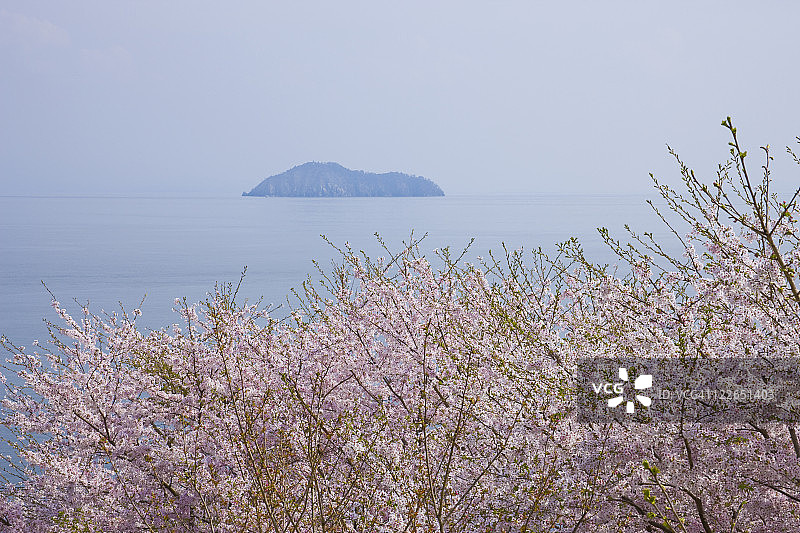 竹生岛和樱花图片素材