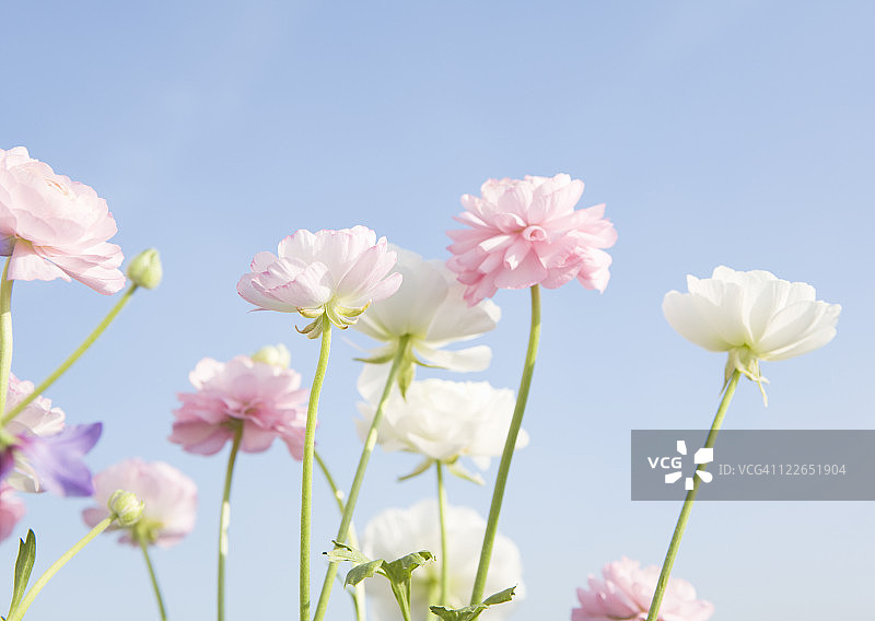 毛茛属植物图片素材