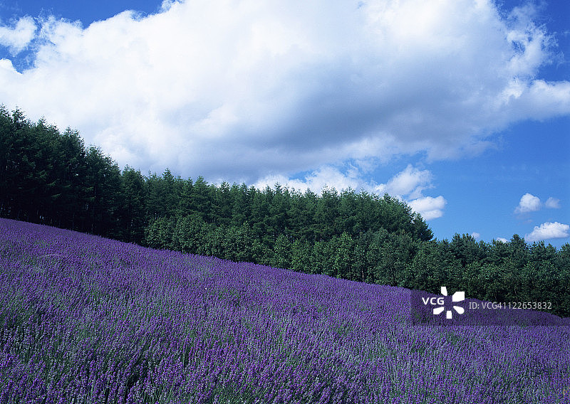 薰衣草田图片素材