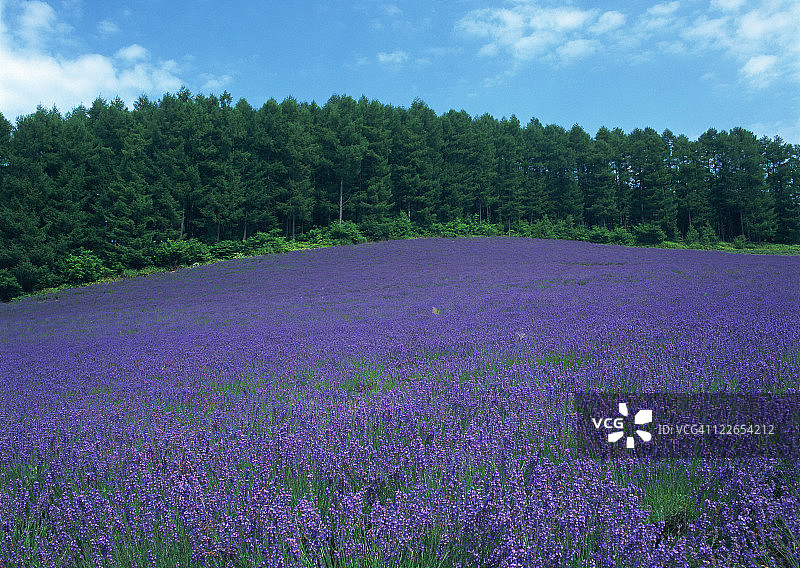 薰衣草田图片素材