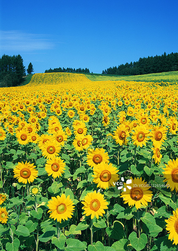 向日葵田图片素材