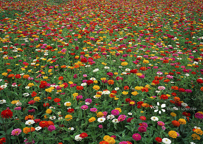 野外开花植物特写图片素材