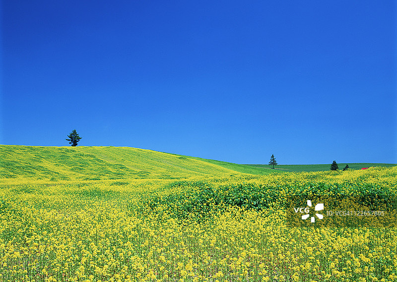 芥末领域图片素材