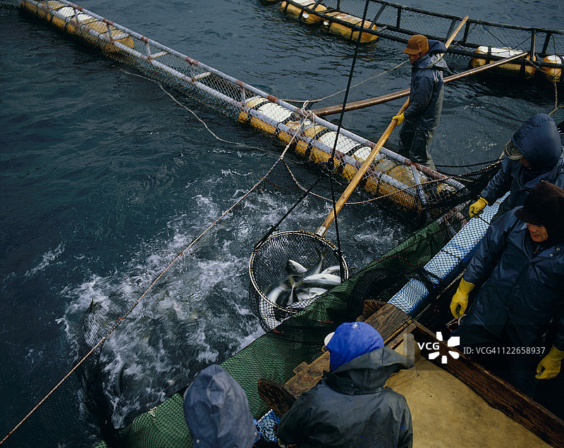 在养鱼场工作的渔民图片素材
