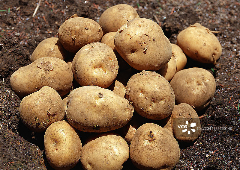 土豆图片素材