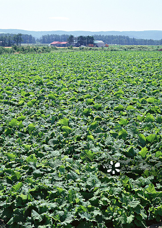 牛蒡田图片素材