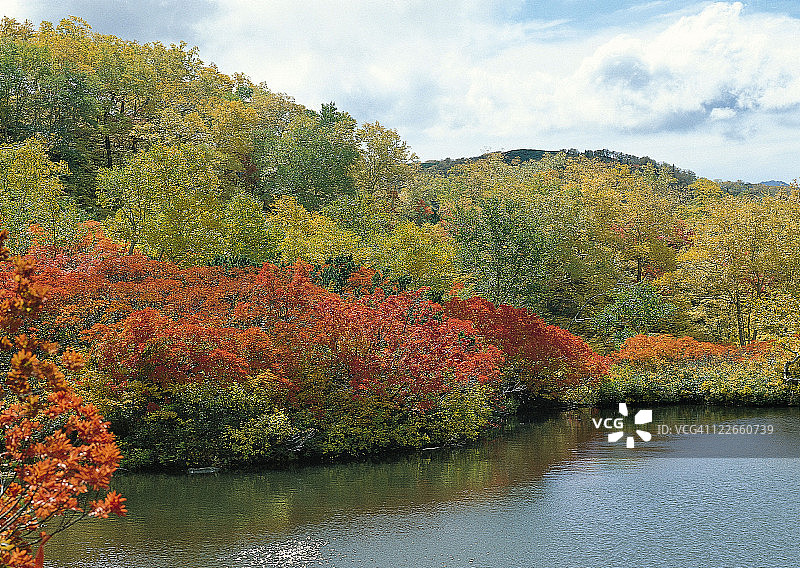 彩色树叶图片素材