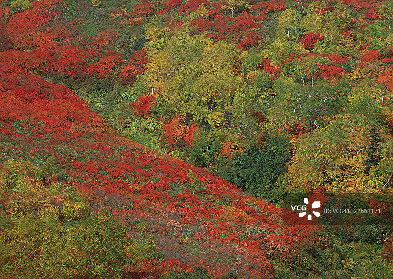 十胜岳的彩色树叶图片素材