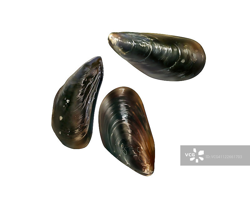 蓝色贻贝图片素材