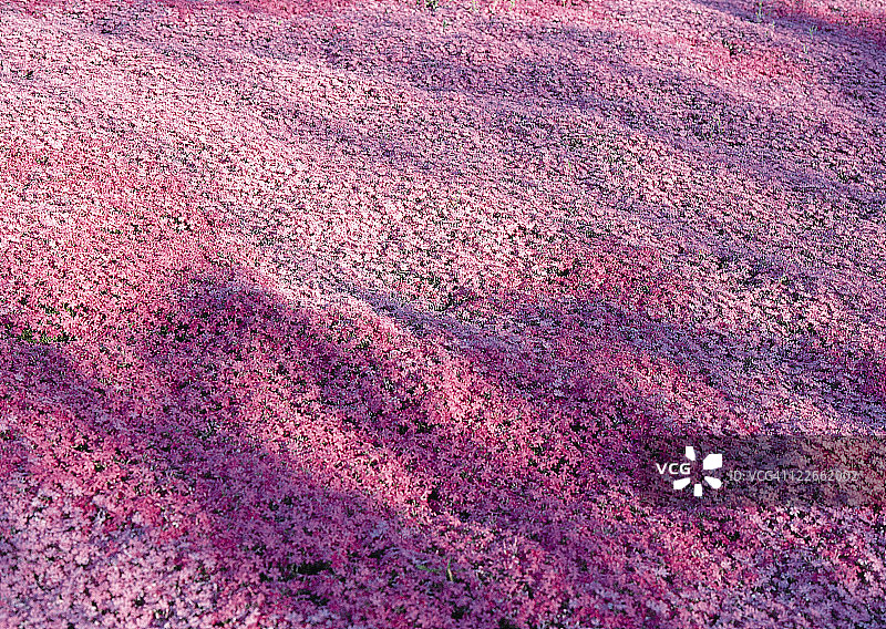 粉色地面图片素材