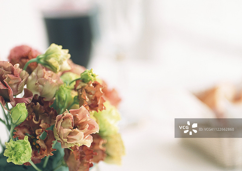 草原龙胆图片素材