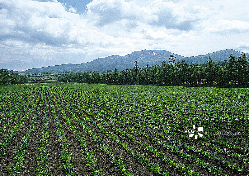 土豆田图片素材