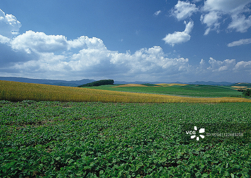 土豆田图片素材