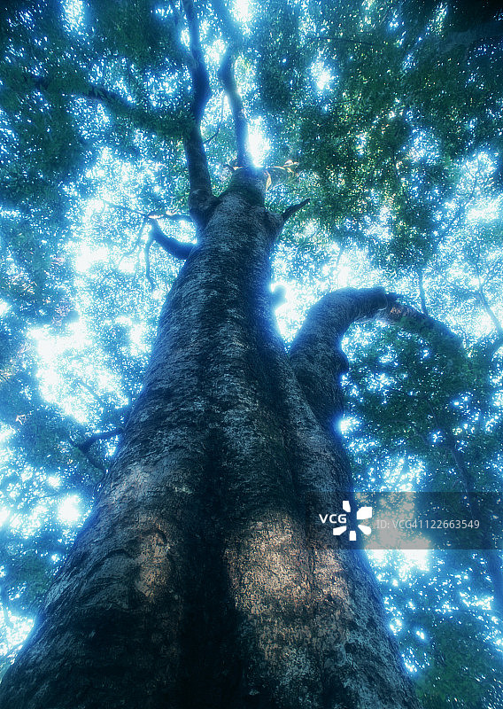 棵大树图片素材