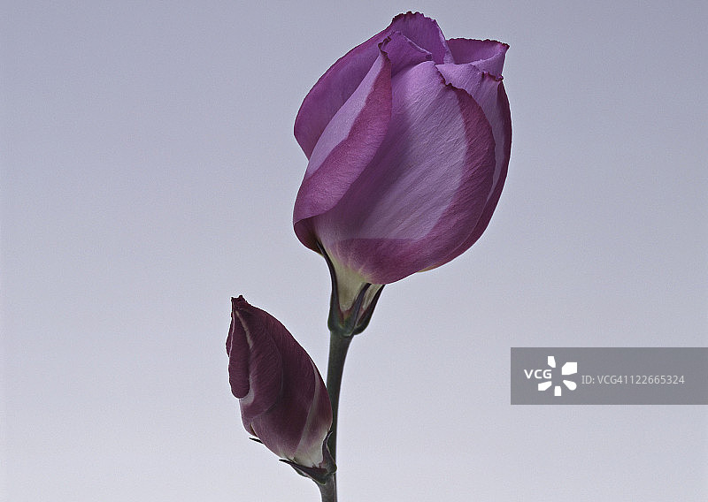 草原龙胆图片素材