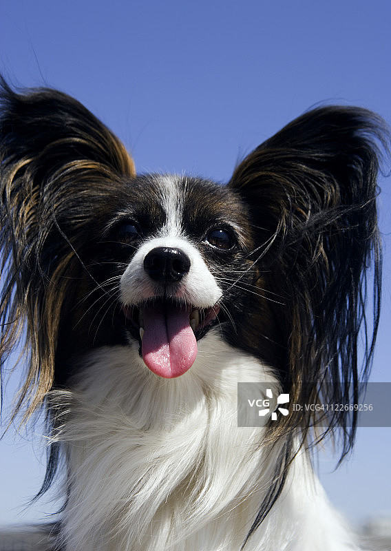 蝴蝶犬图片素材