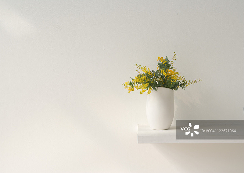 盆栽含羞草图片素材