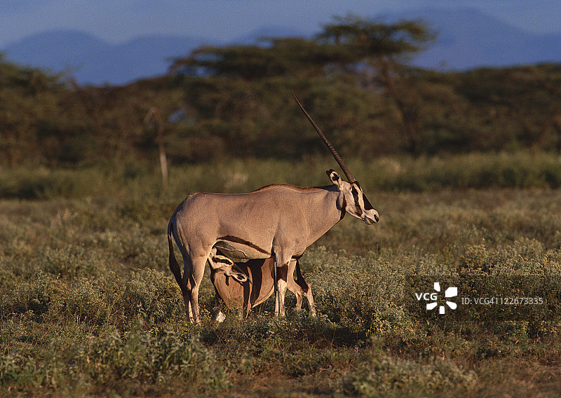 贝萨羚羊图片素材