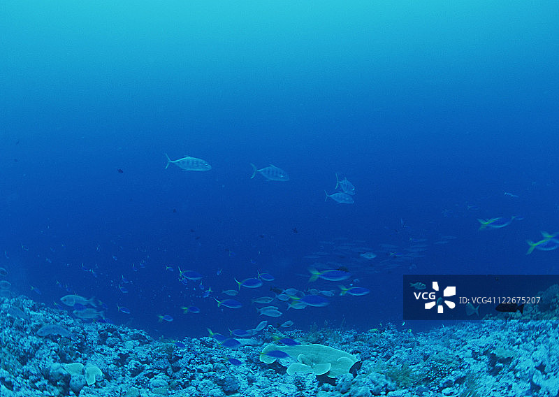 红鳍鱼图片素材