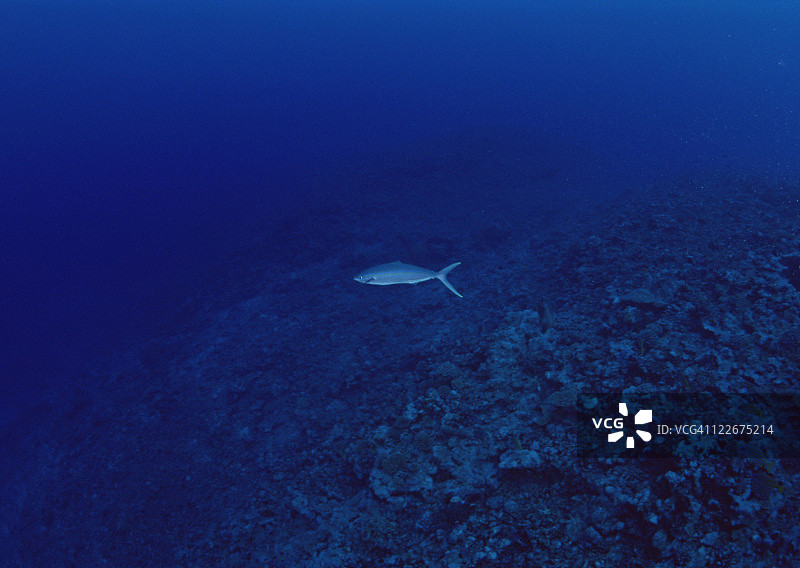 黄尾鱼图片素材