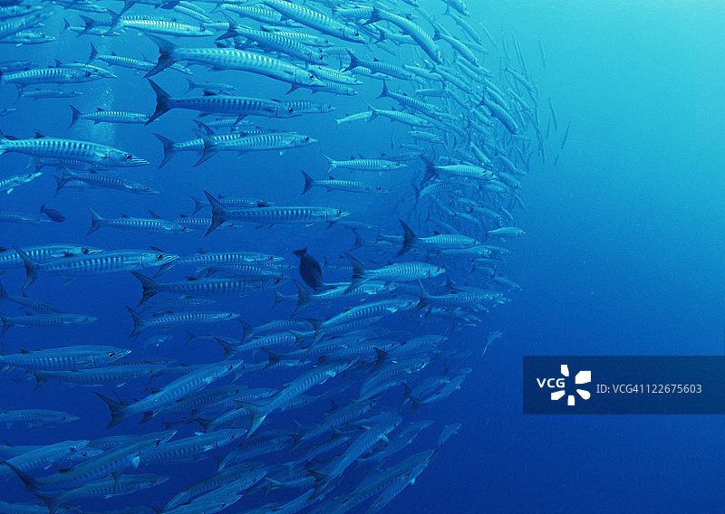 学校的鱼图片素材