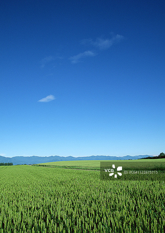 麦田图片素材