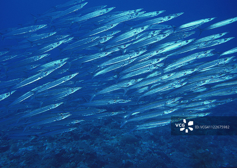 学校的鱼图片素材