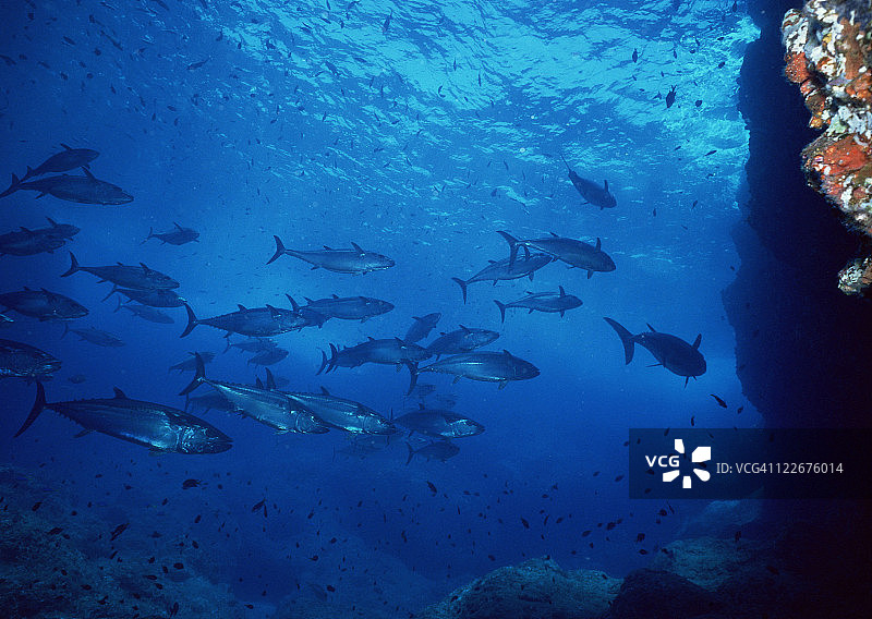 学校的鱼图片素材