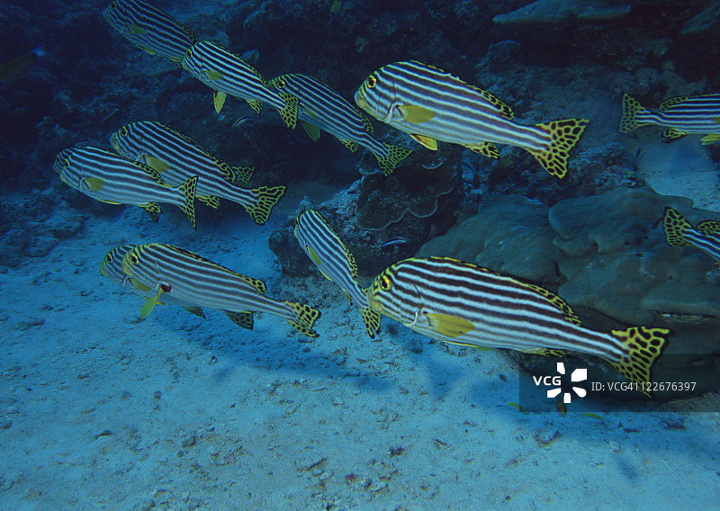 学校的鱼图片素材