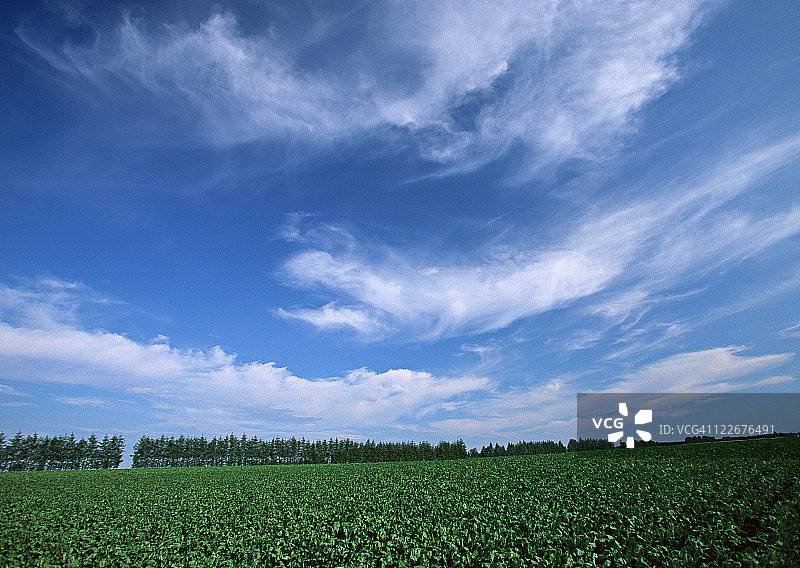 甜菜地图片素材