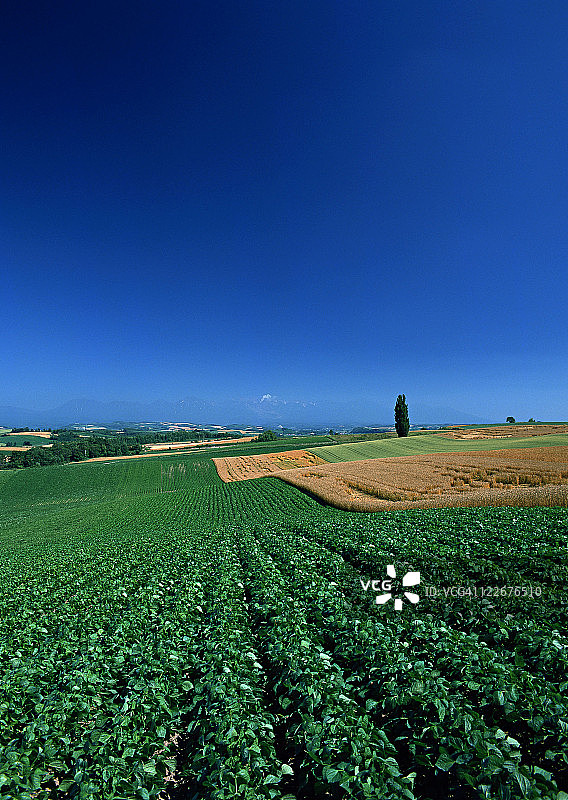 豌豆田图片素材
