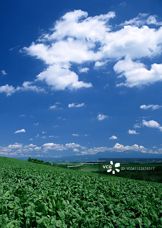 甜菜地图片素材