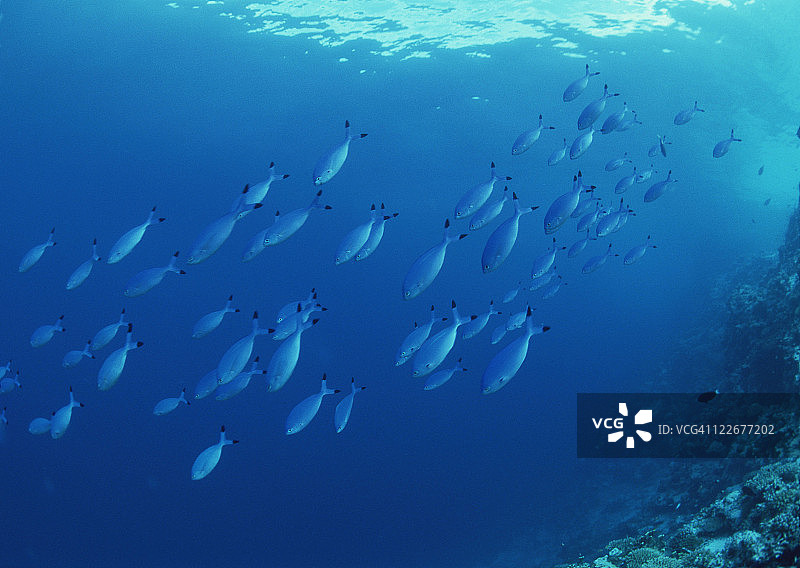 学校的鱼图片素材