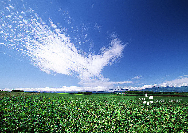 甜菜地图片素材