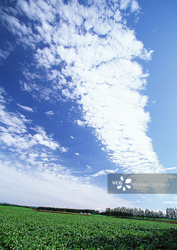 甜菜地图片素材