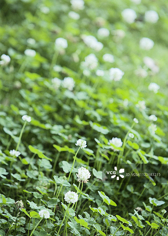 白车轴草图片素材