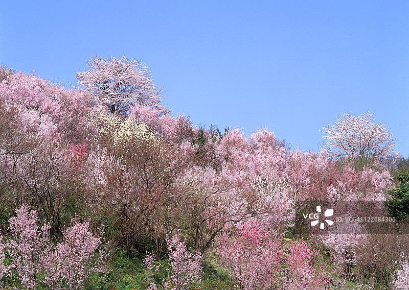 樱花图片素材