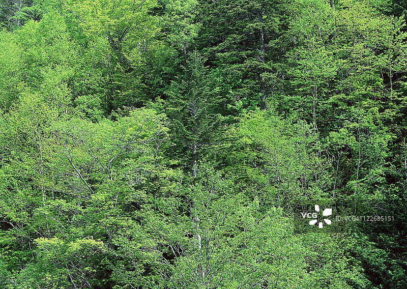 森林图片素材