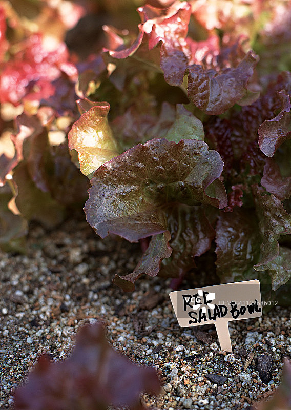 波士顿生菜图片素材