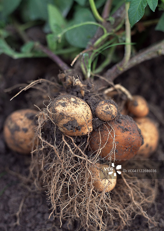 土豆图片素材