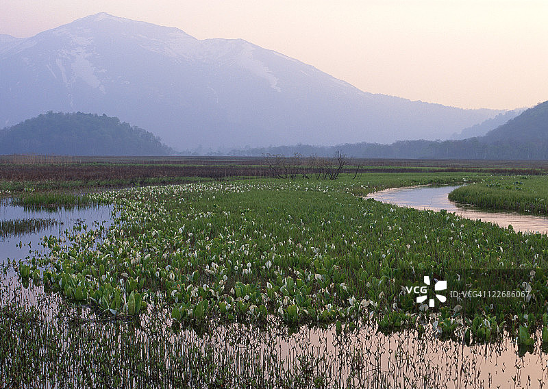沼泽地图片素材