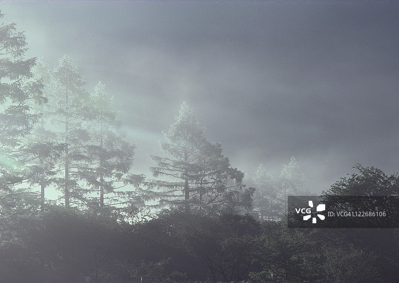 沼泽地图片素材