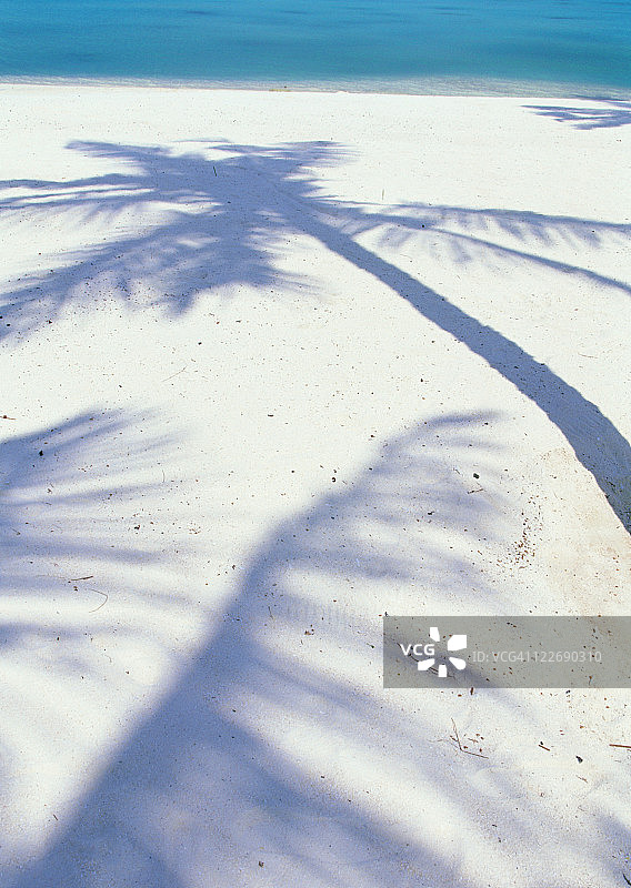 棕榈树的阴影图片素材