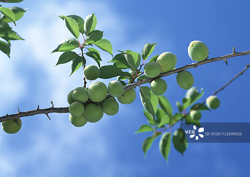 李子果实图片素材