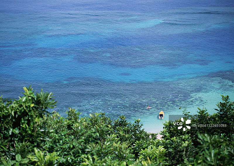 树木与大海图片素材