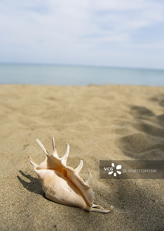 沙滩上的贝壳图片素材