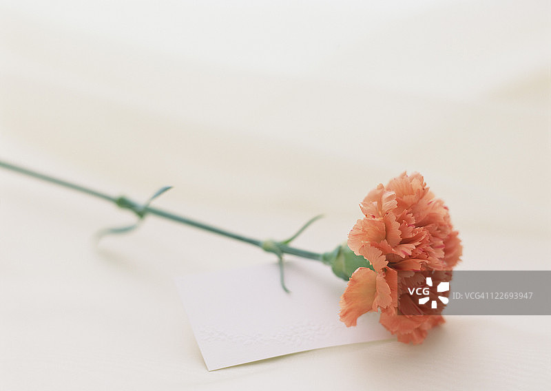 康乃馨图片素材