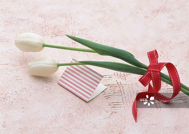 郁金香图片素材